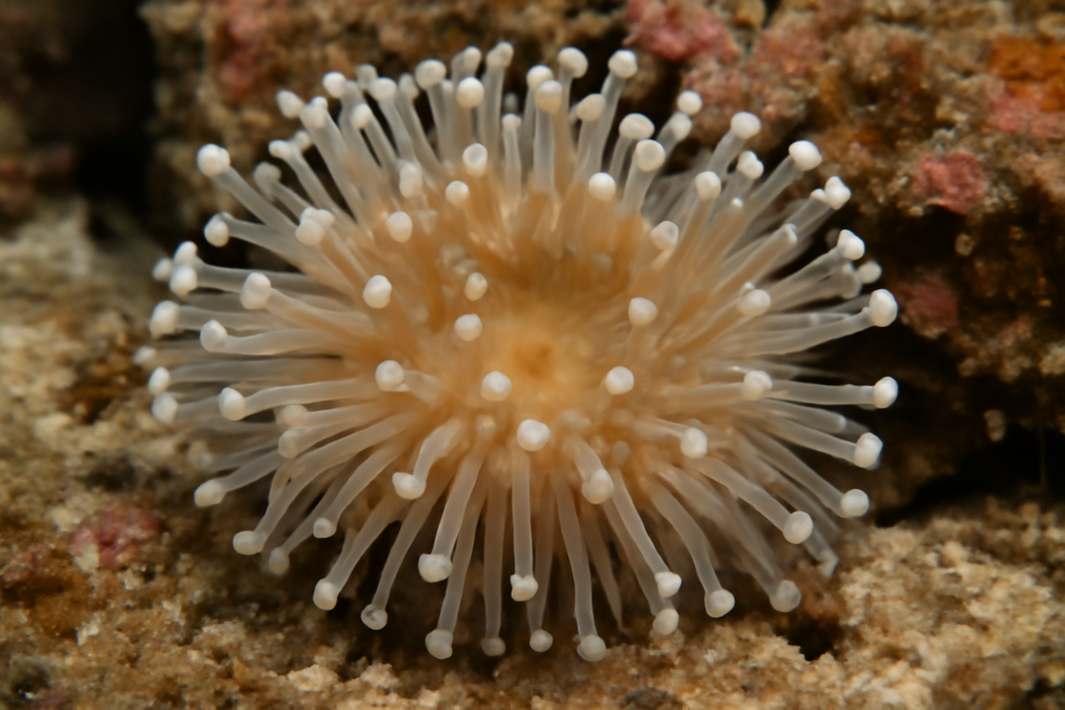 Club-Tipped Anemone