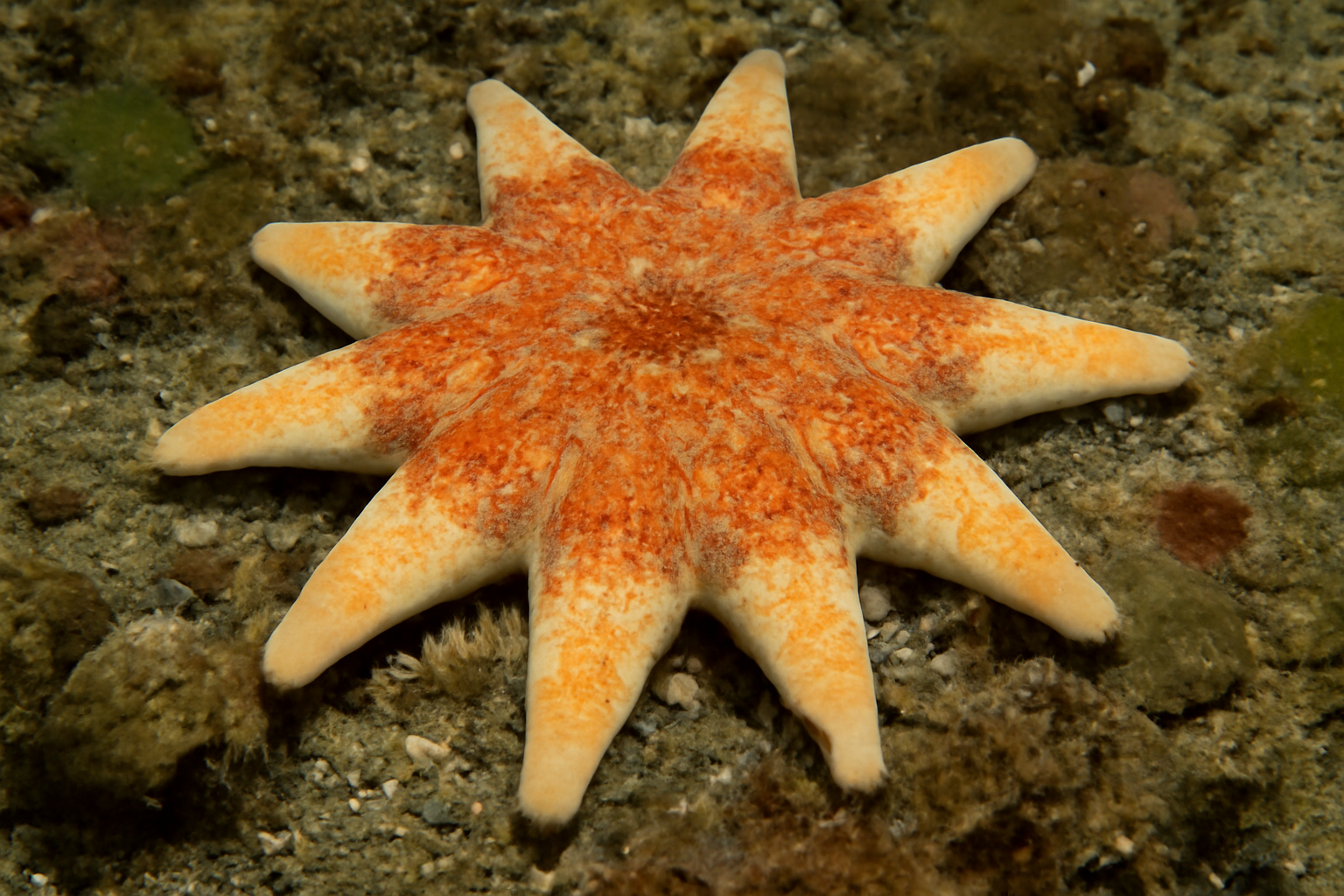 Hidden Sun Star