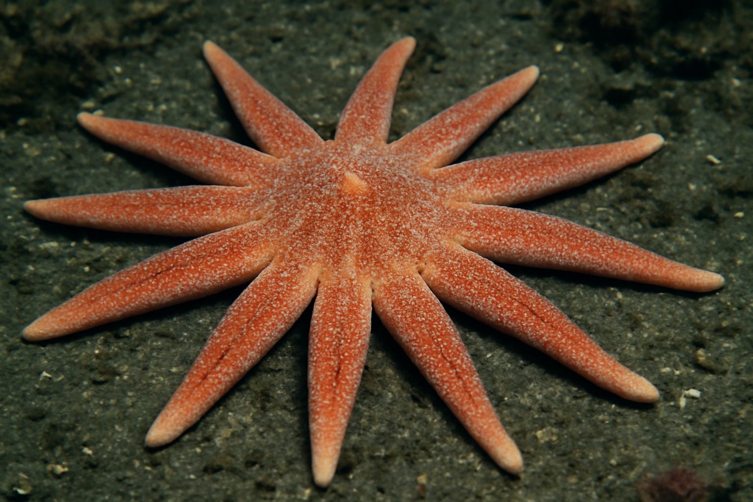 Deepwater Sun Star