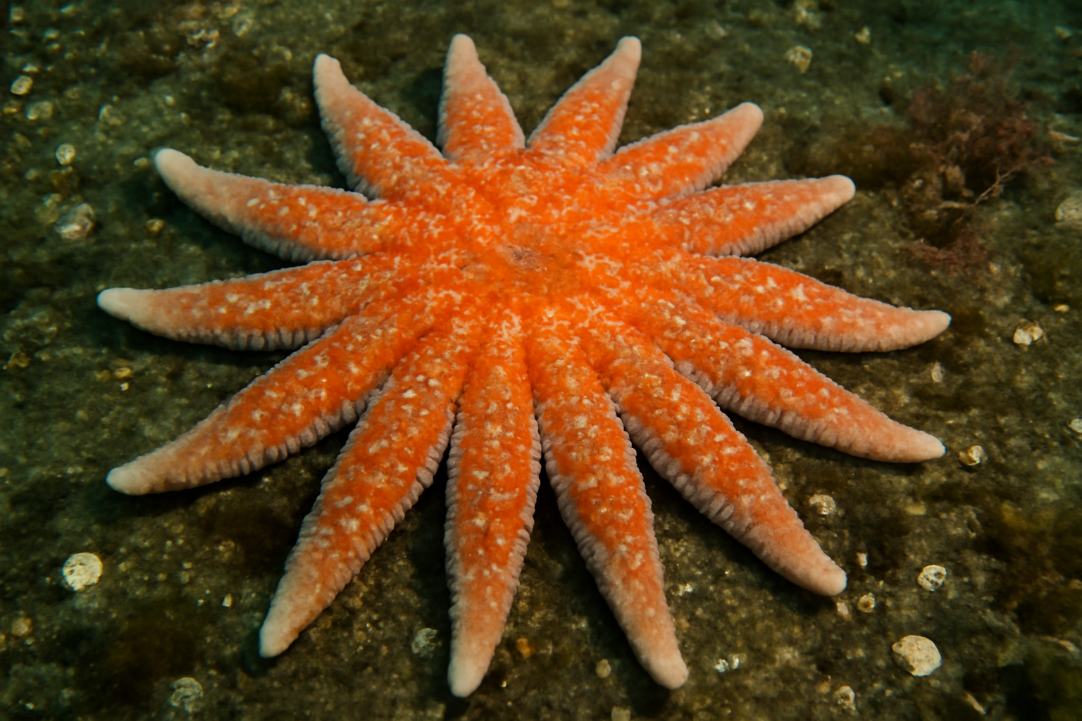 Pacific Sun Star
