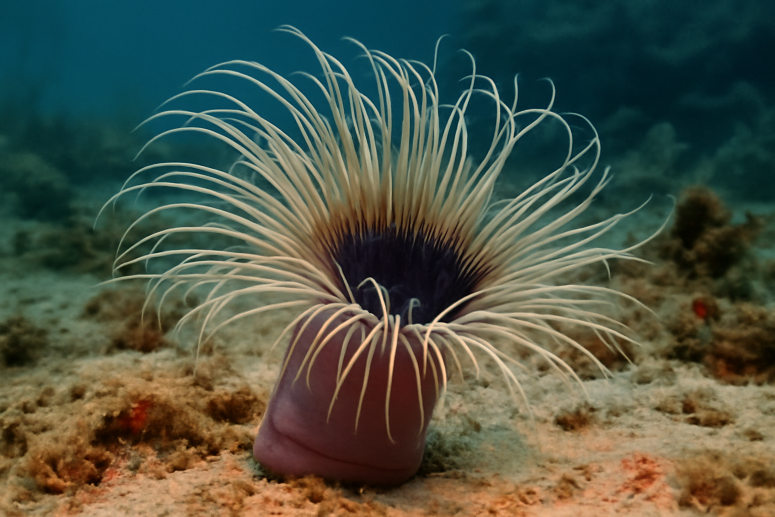 Giant Tube Anemone