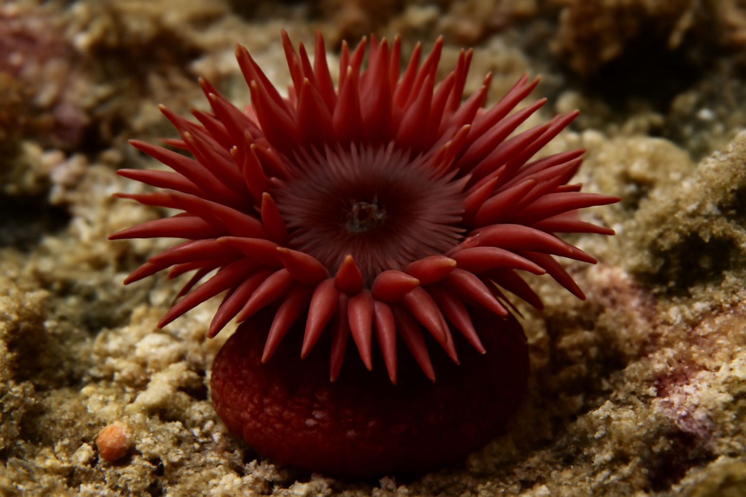 Beadlet Anemone