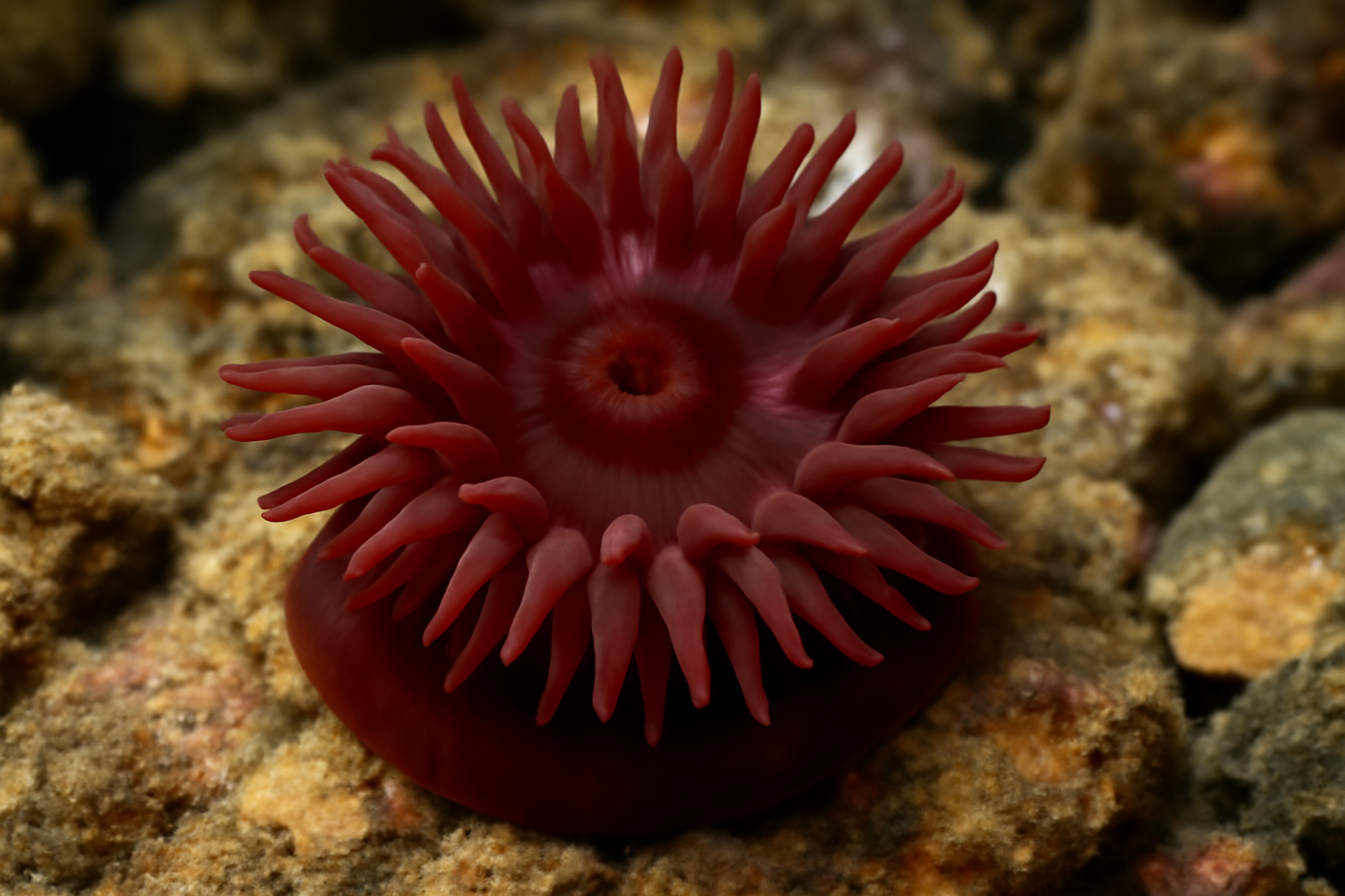 New Zealand Beadlet Anemone