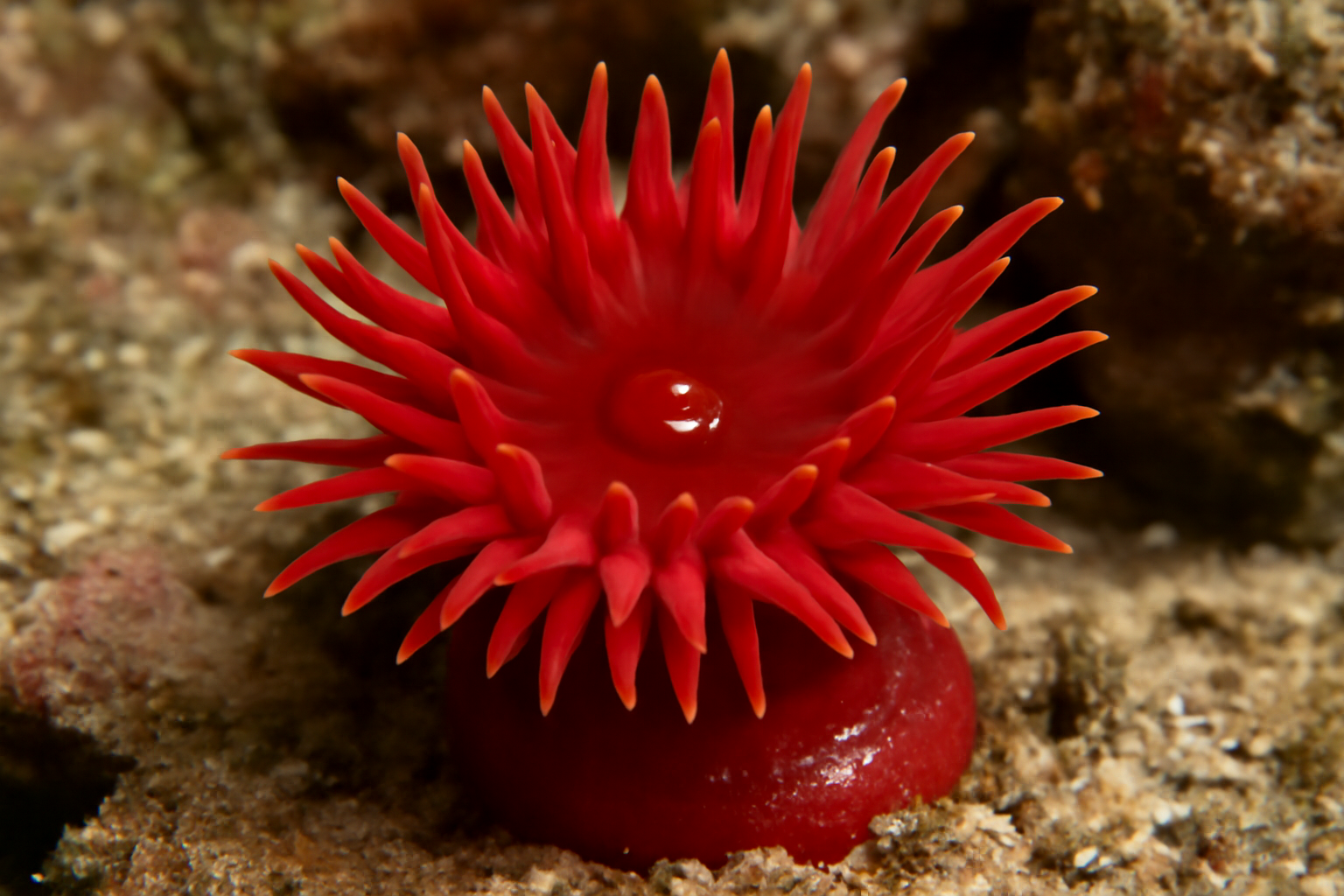 Red Beadlet Anemone