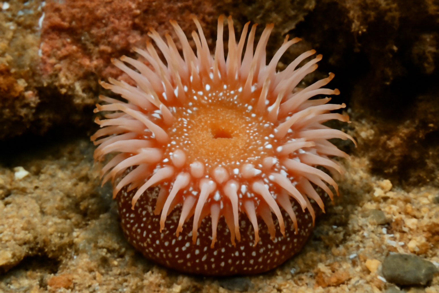 White-spotted Rose Anemone