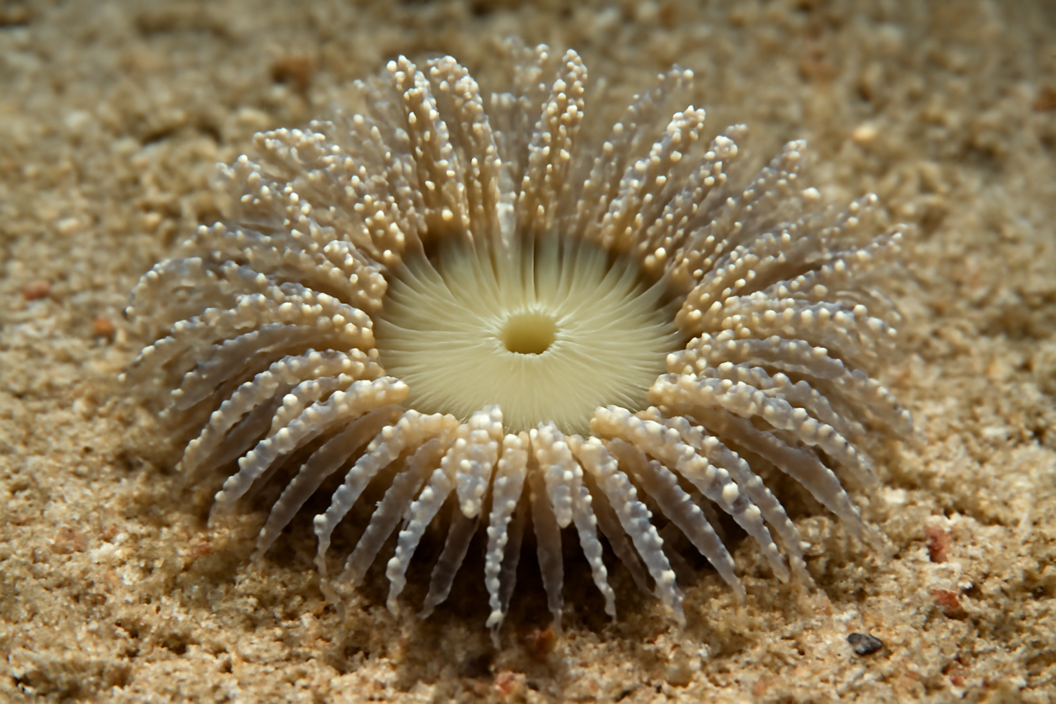 Beaded Sand Anemone