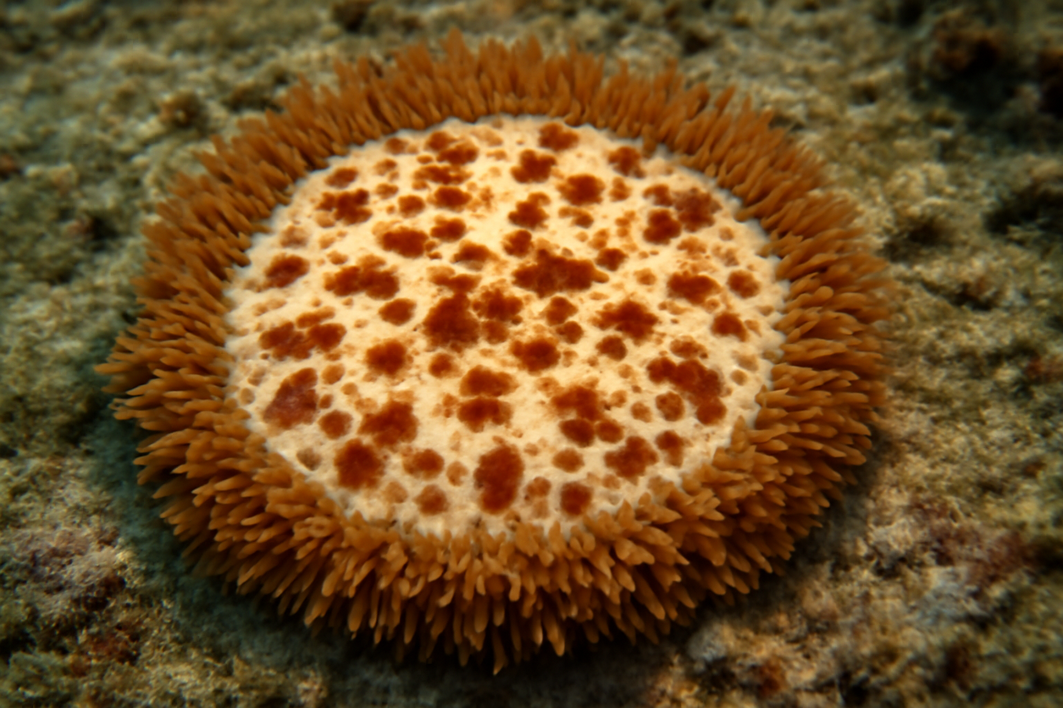 Pizza Anemone