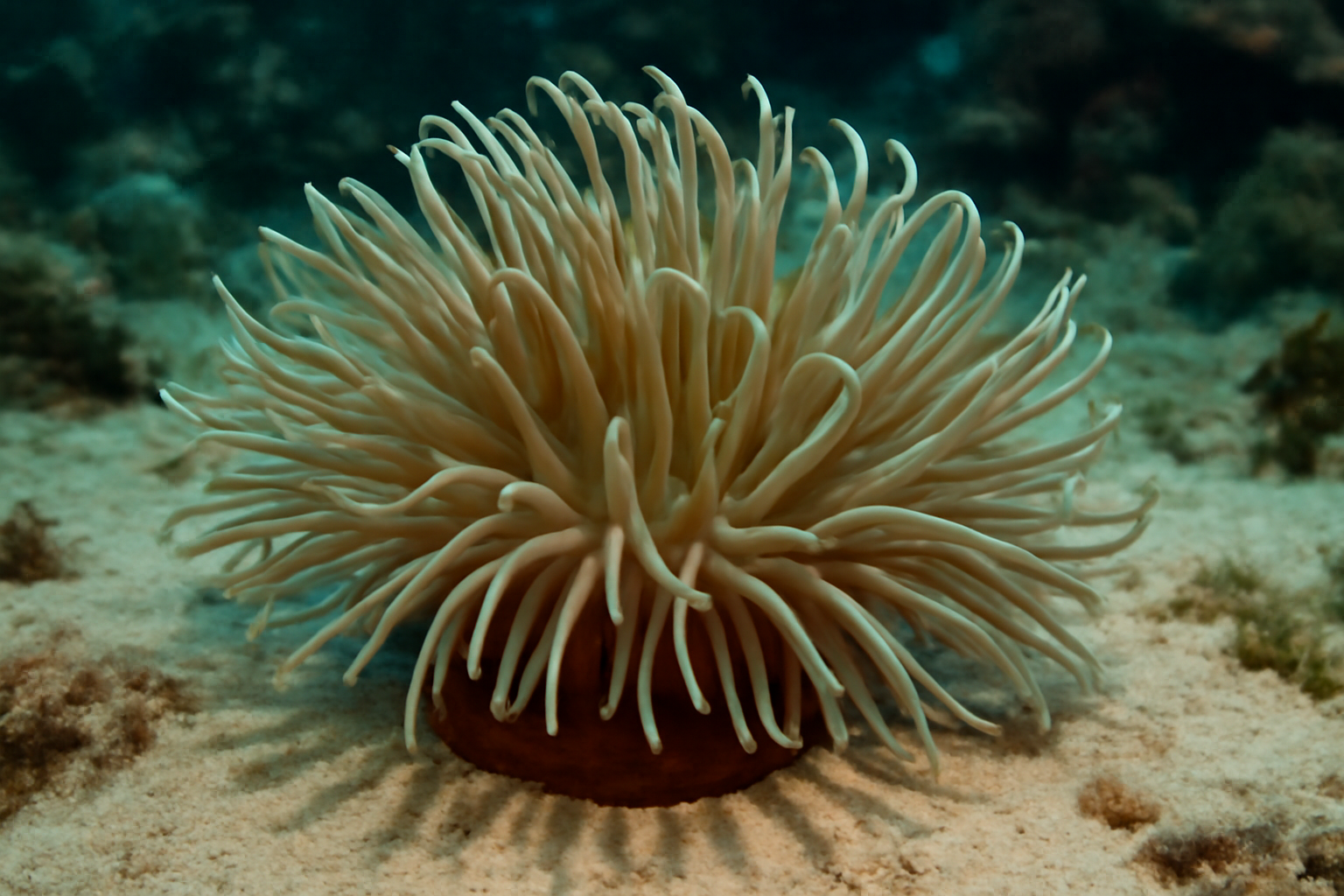 Long Tentacle Anemone