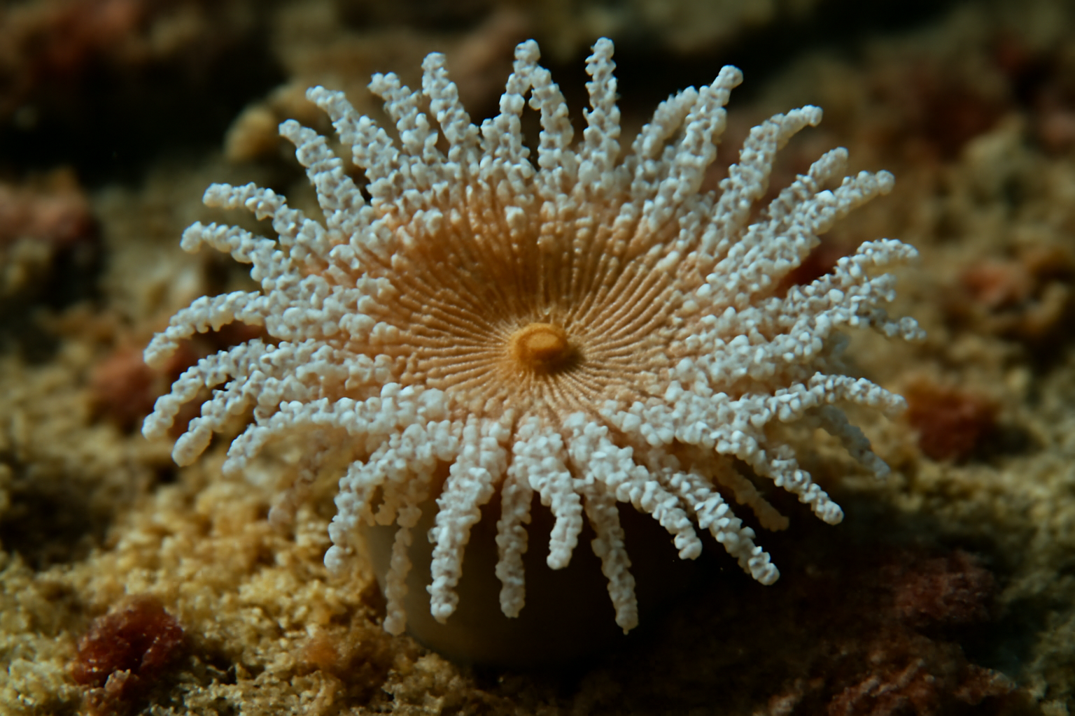 Beaded Sea Anemone