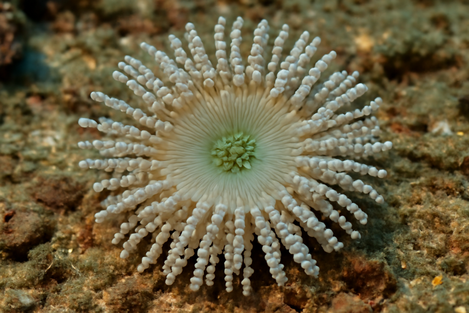 Beaded Anemone