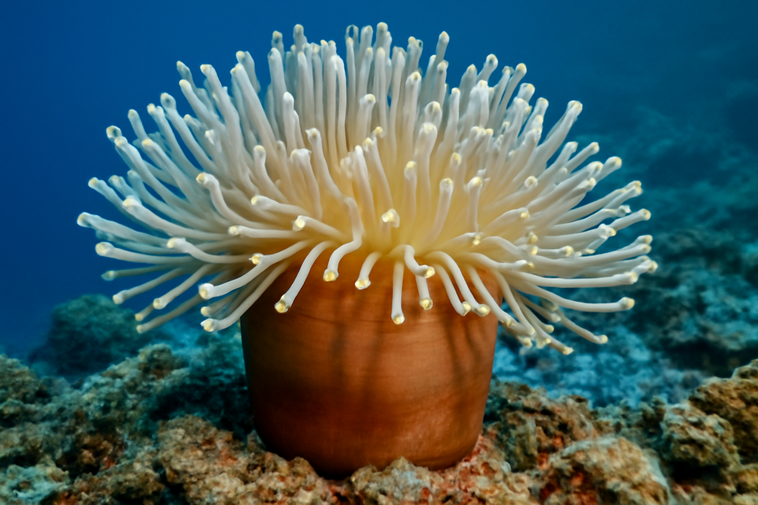 Magnificent Sea Anemone