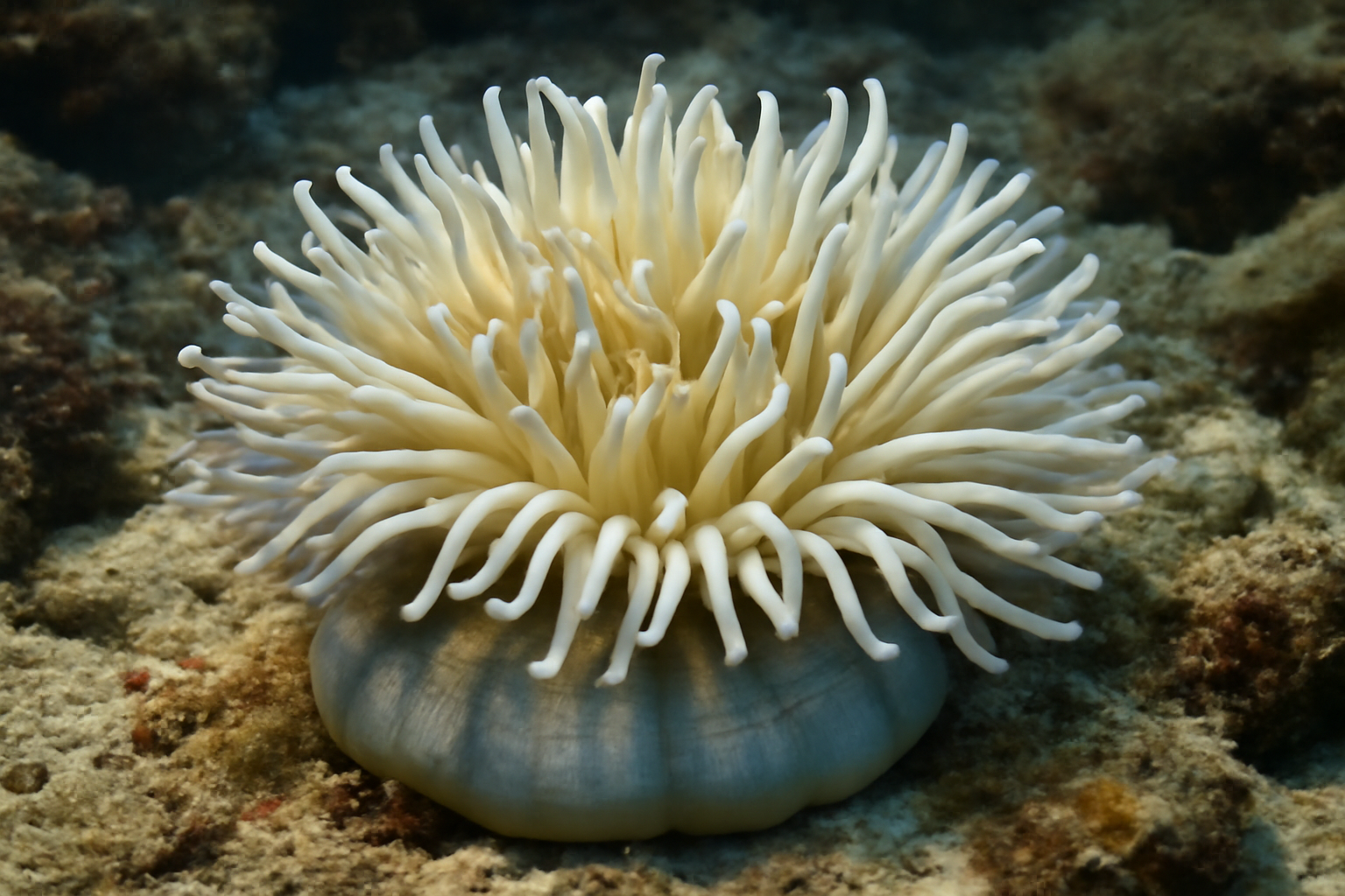 Sebae Anemone