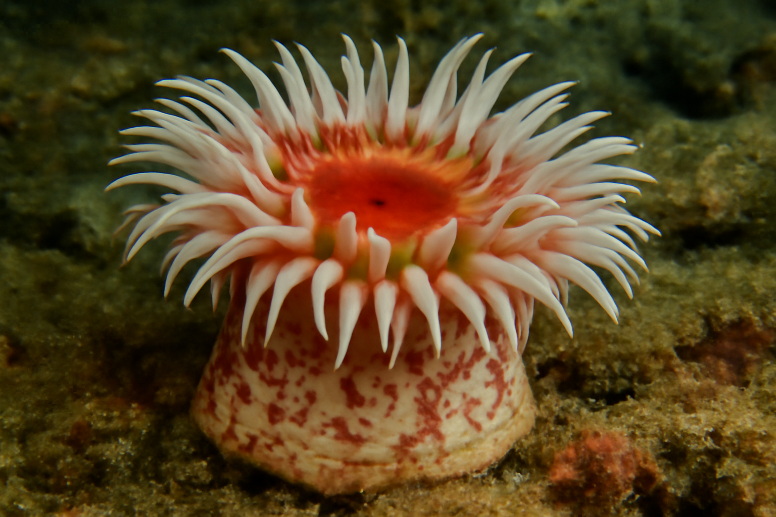 Painted Anemone