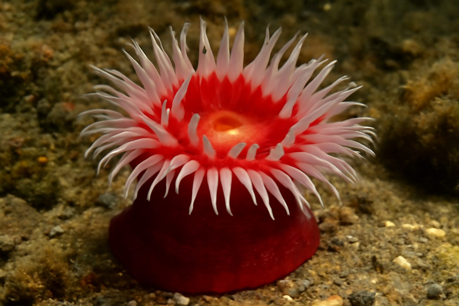 Northern Red Anemone