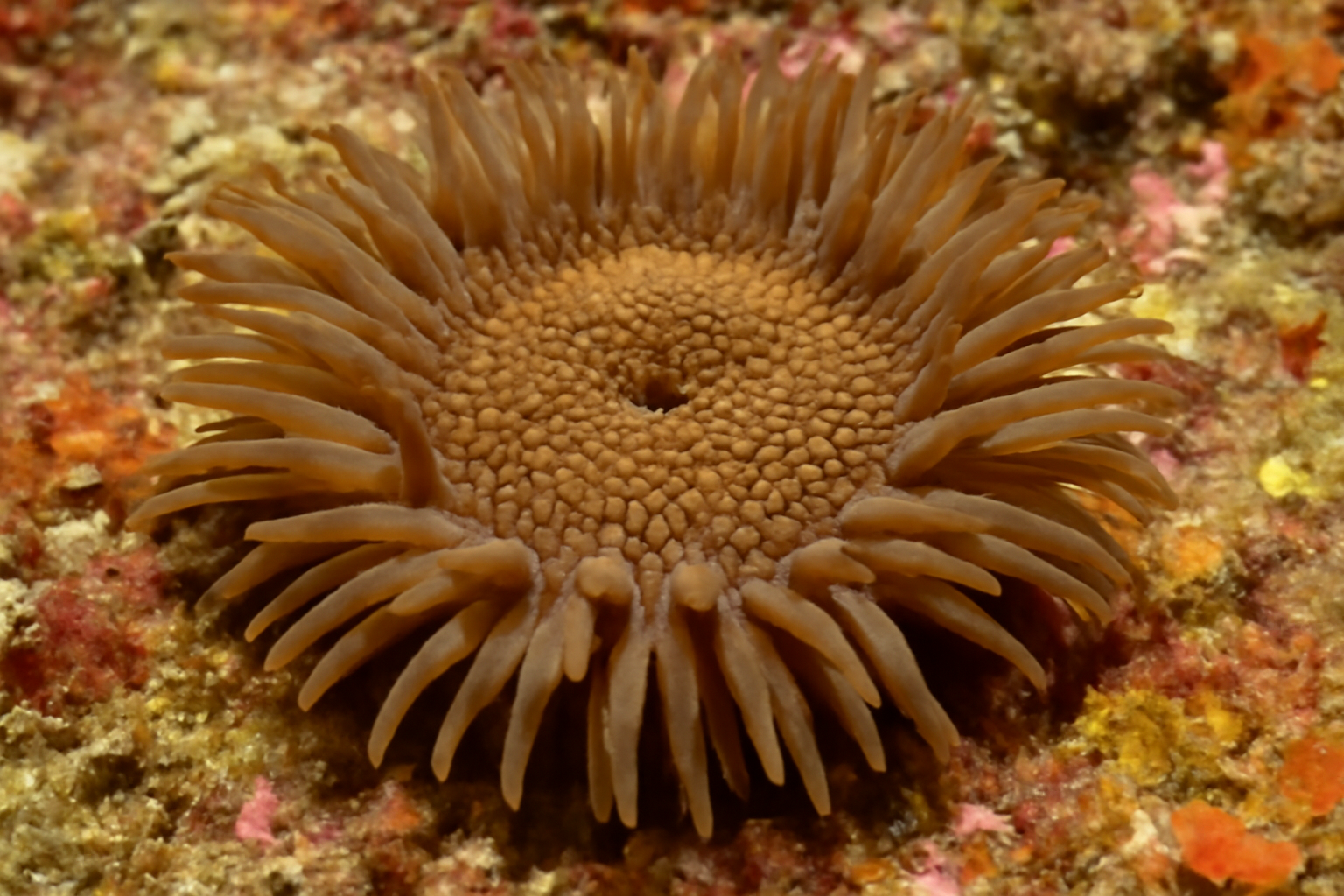 Brown Pimple Anemone
