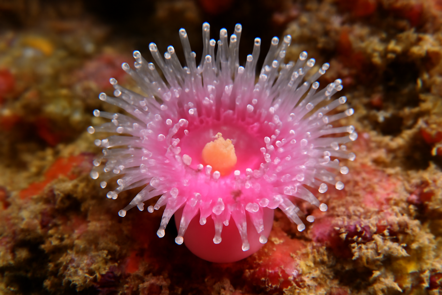 Pink Jewel Anemone