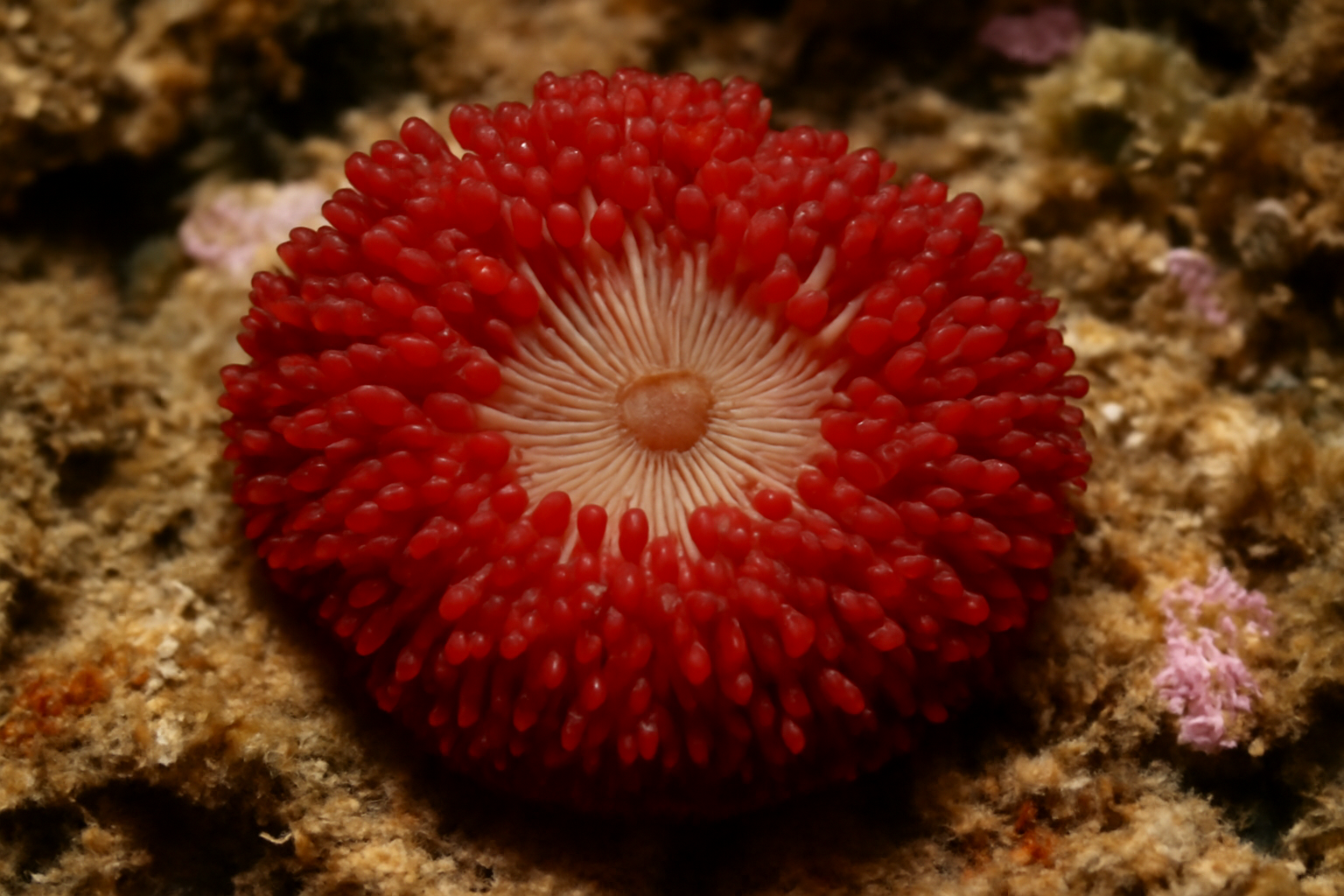 Red Bead Anemone