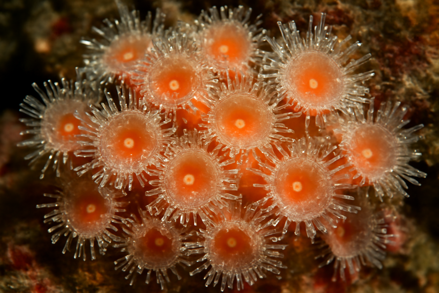 Common Jewel Anemone