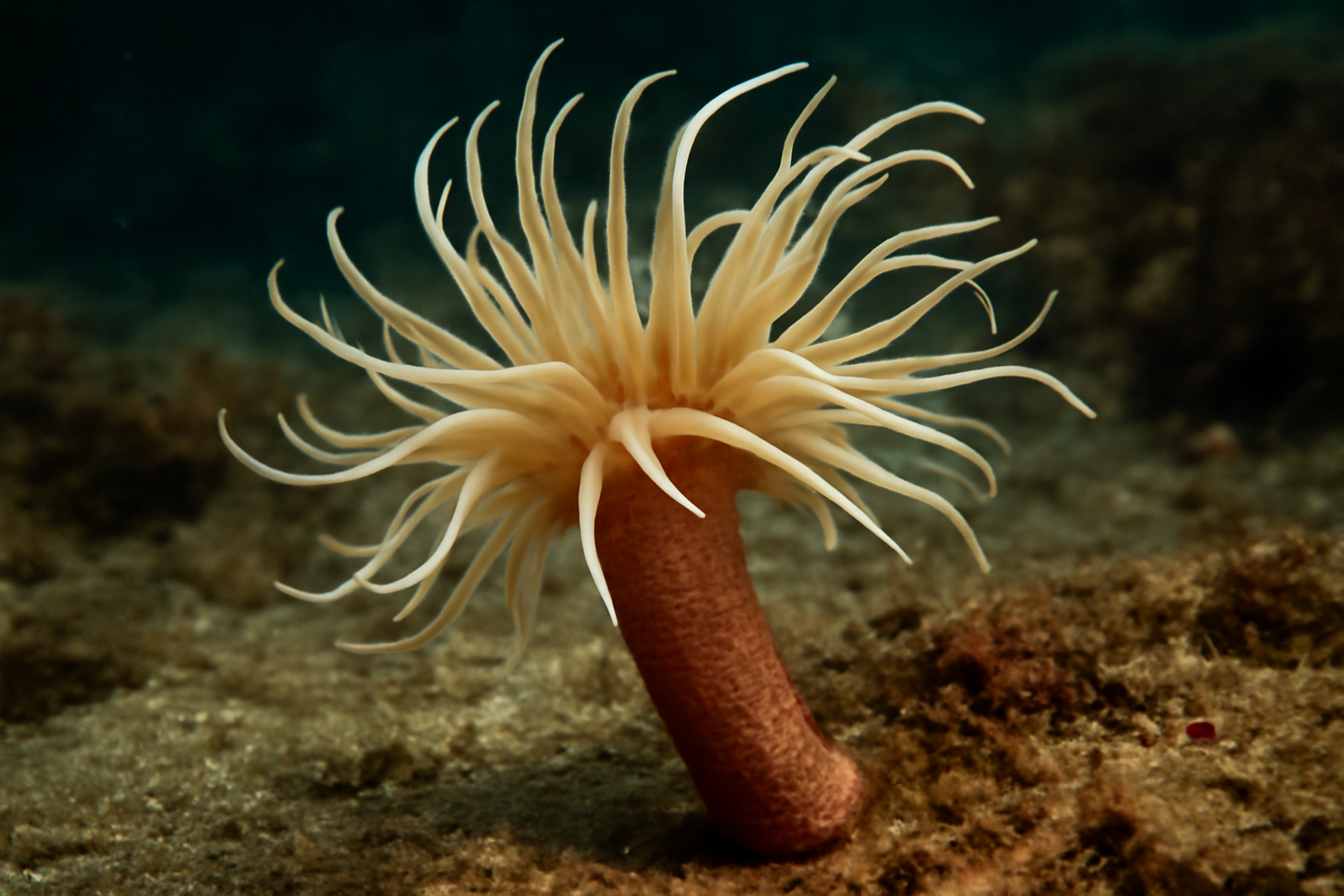 Swimming Anemone