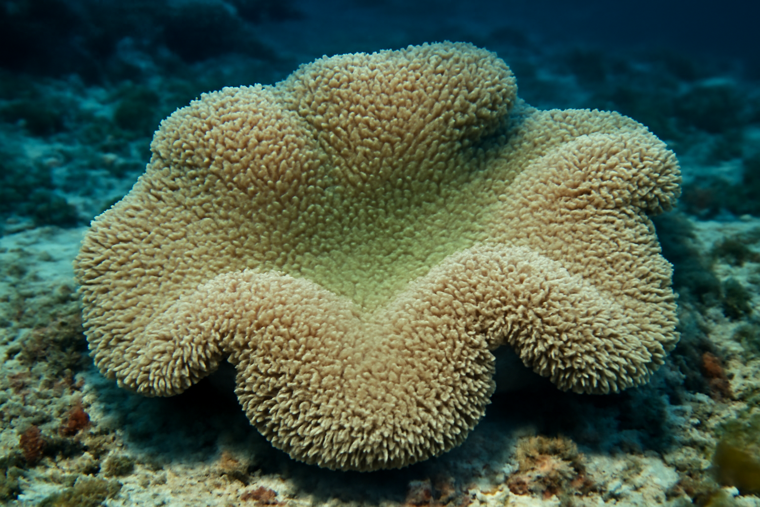 Giant Carpet Anemone