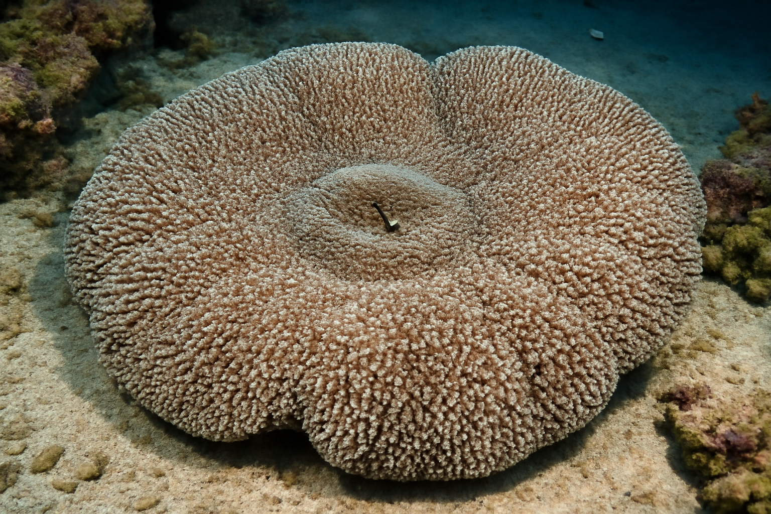 Haddon's Carpet Anemone