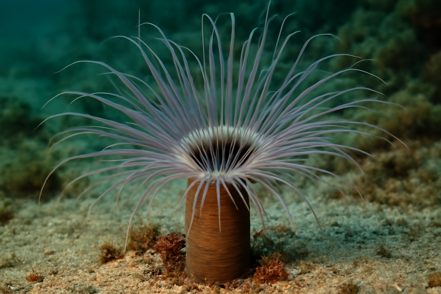 Venezuelan tube anemone