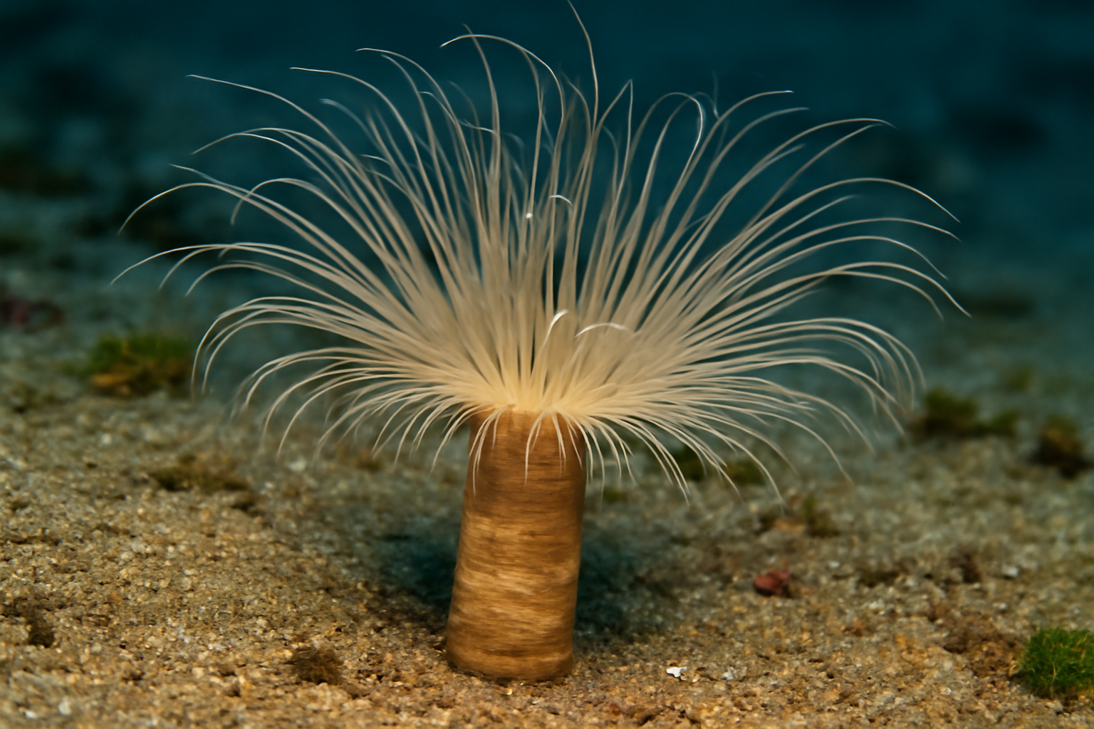 Solitary Tube Anemone