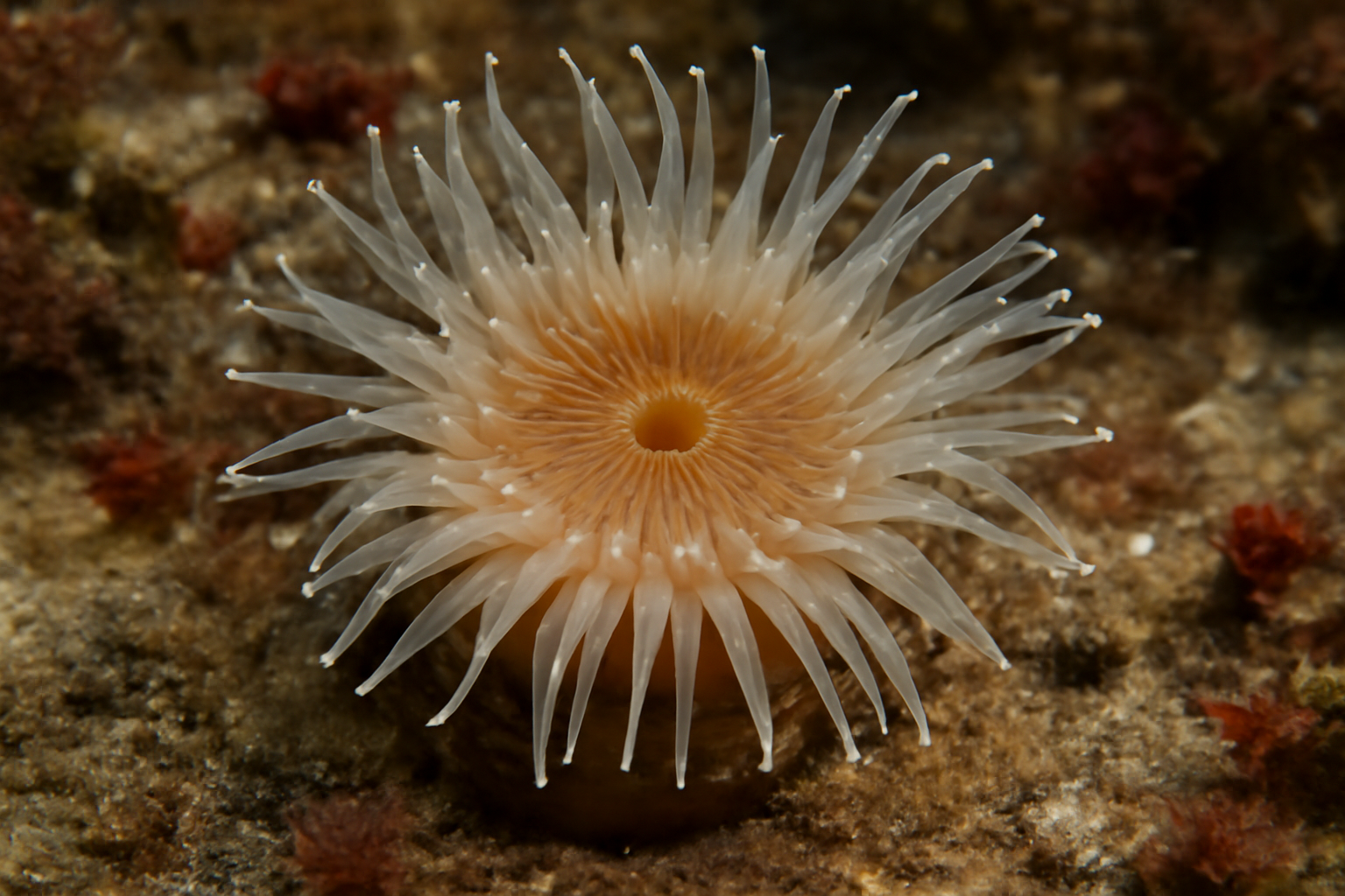 Lesser Sea Anemone