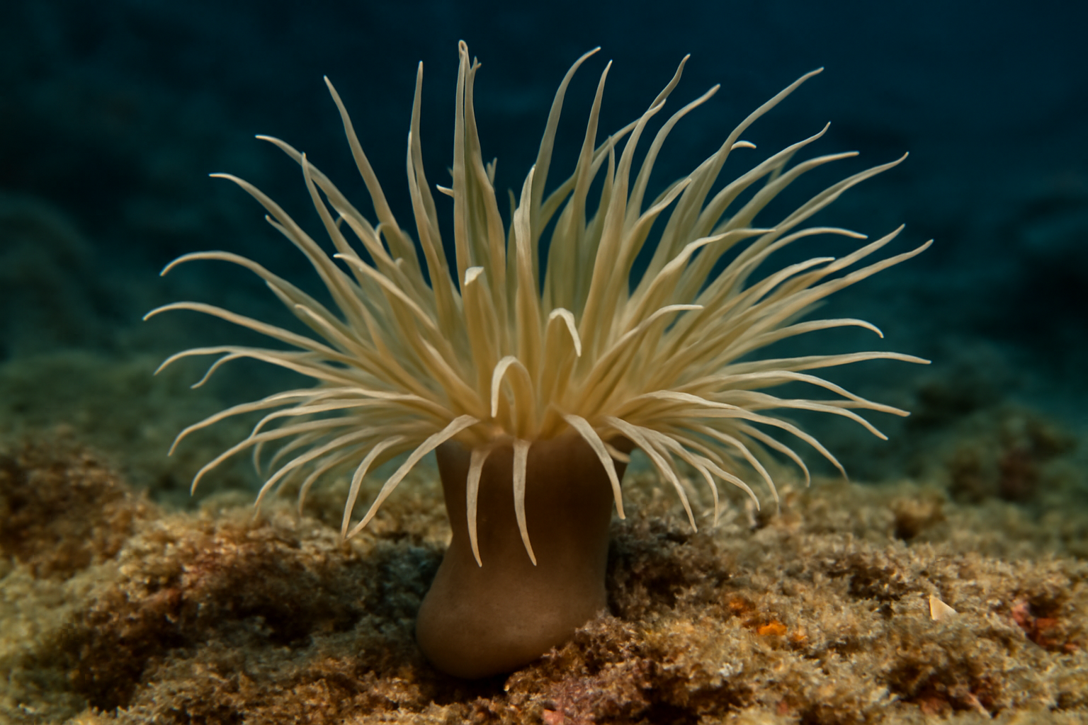 Mediterranean Sea Anemone