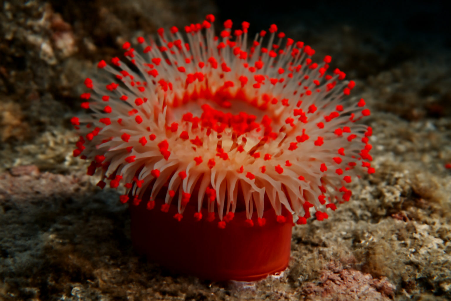 Red Beaded Anemone