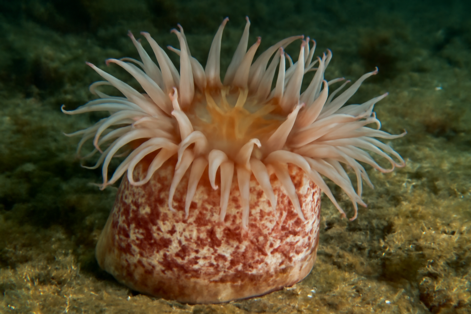 Mottled Anemone