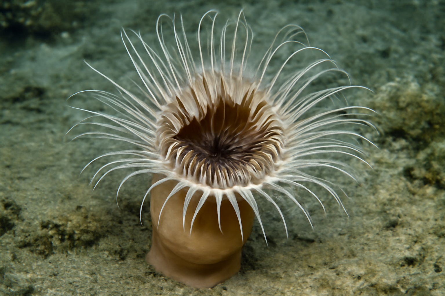 Venus Flytrap Sea Anemone