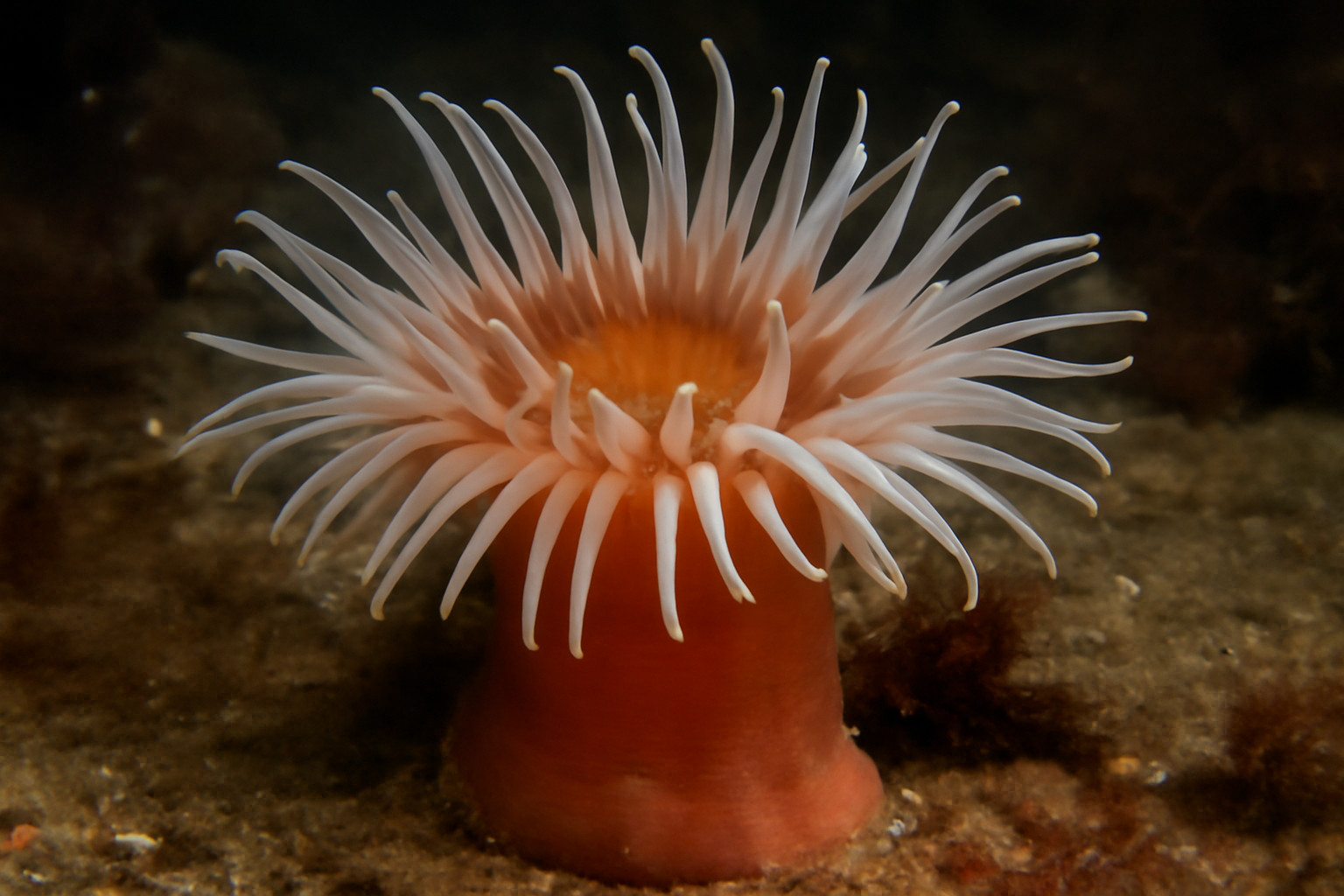 Northern Swimming Anemone
