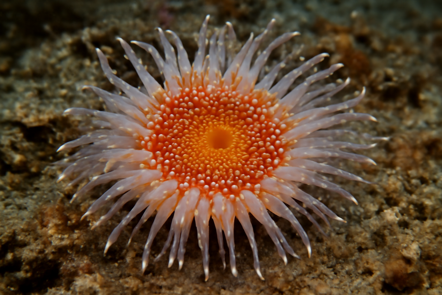 Spotted Swimming Anemone