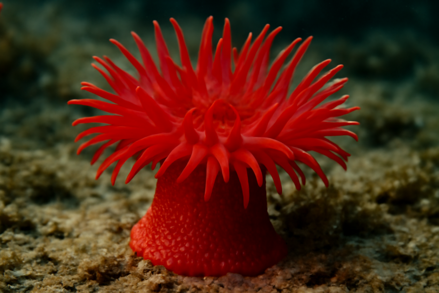 Scarlet Anemone