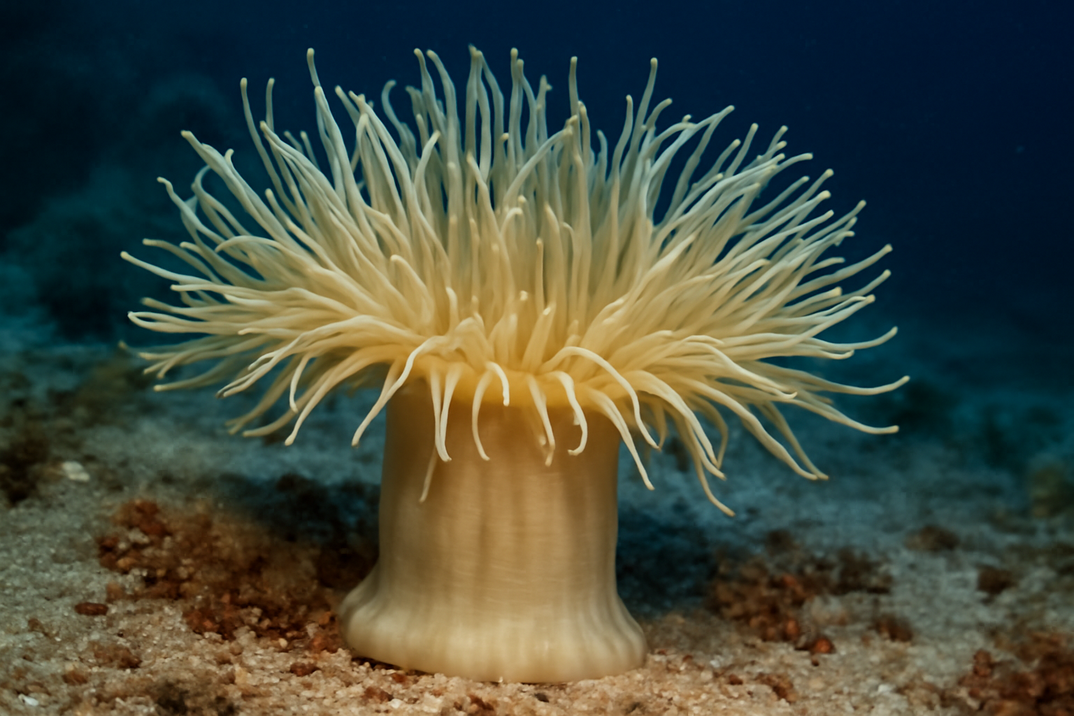 Giant Deep-sea Anemone