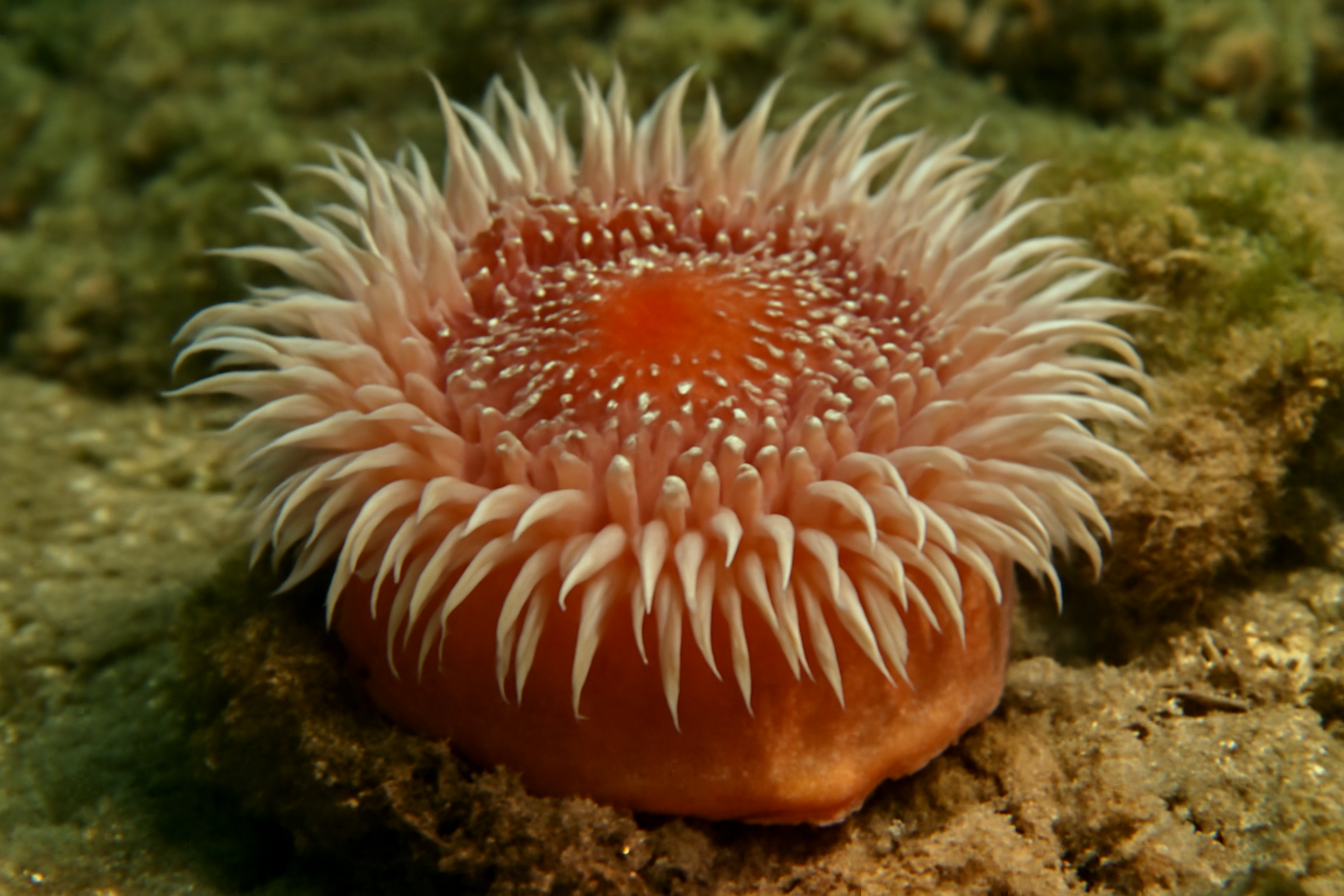 Cold-water Cushion Anemone