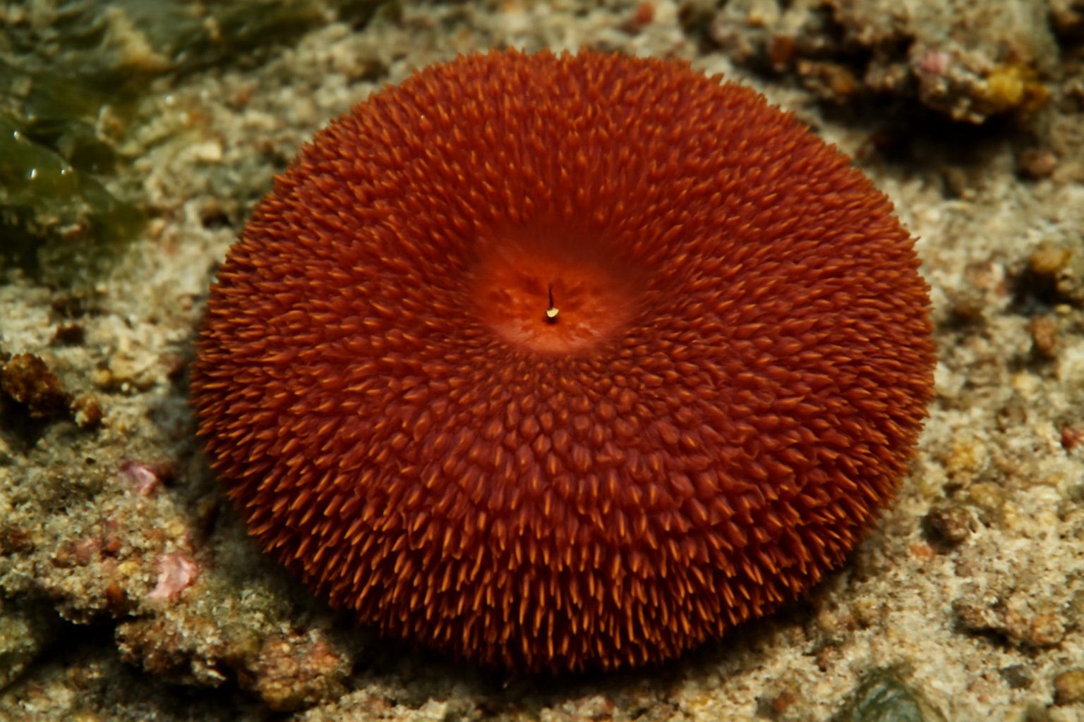 Reddish Cushion Anemone