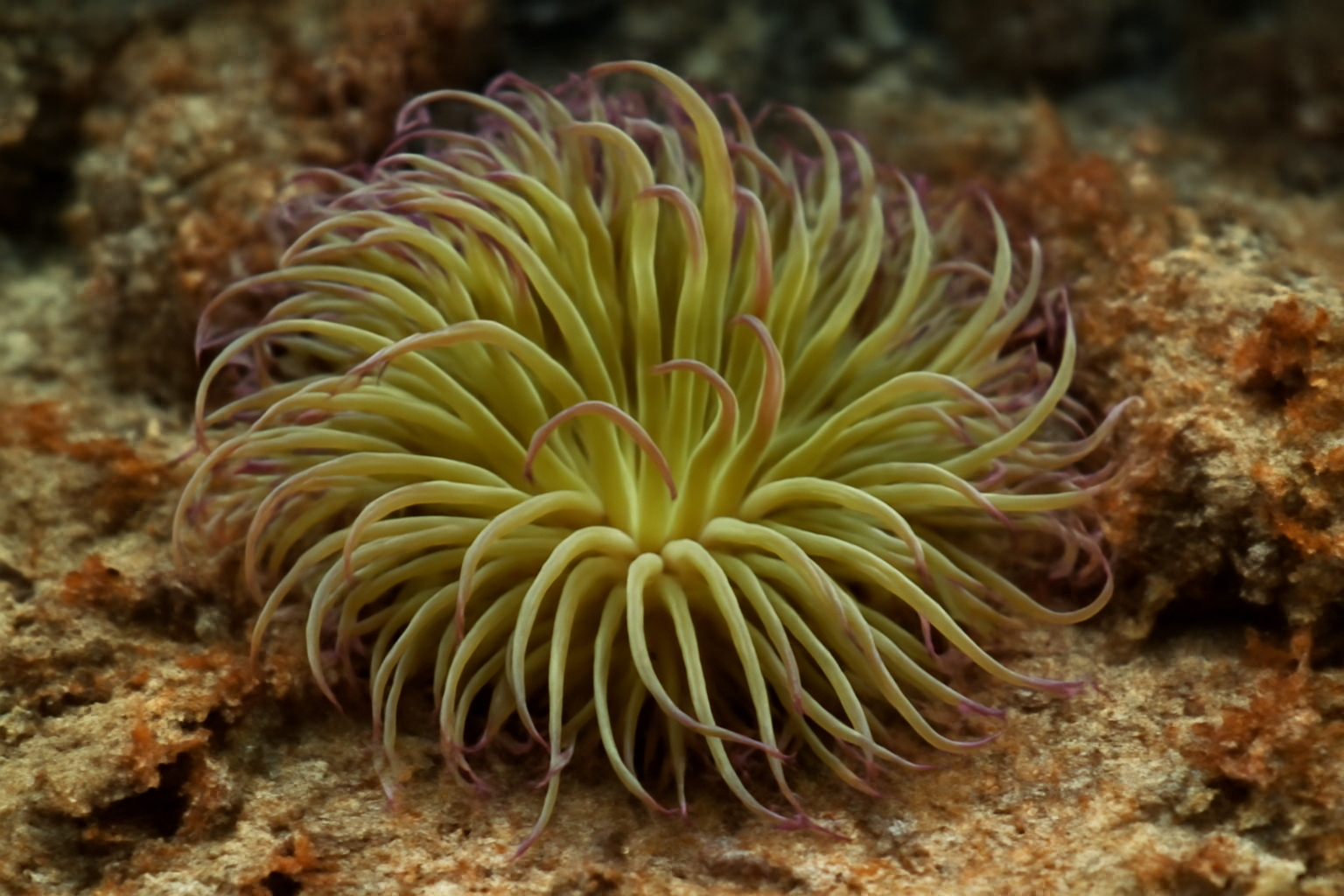 Snakelocks Anemone