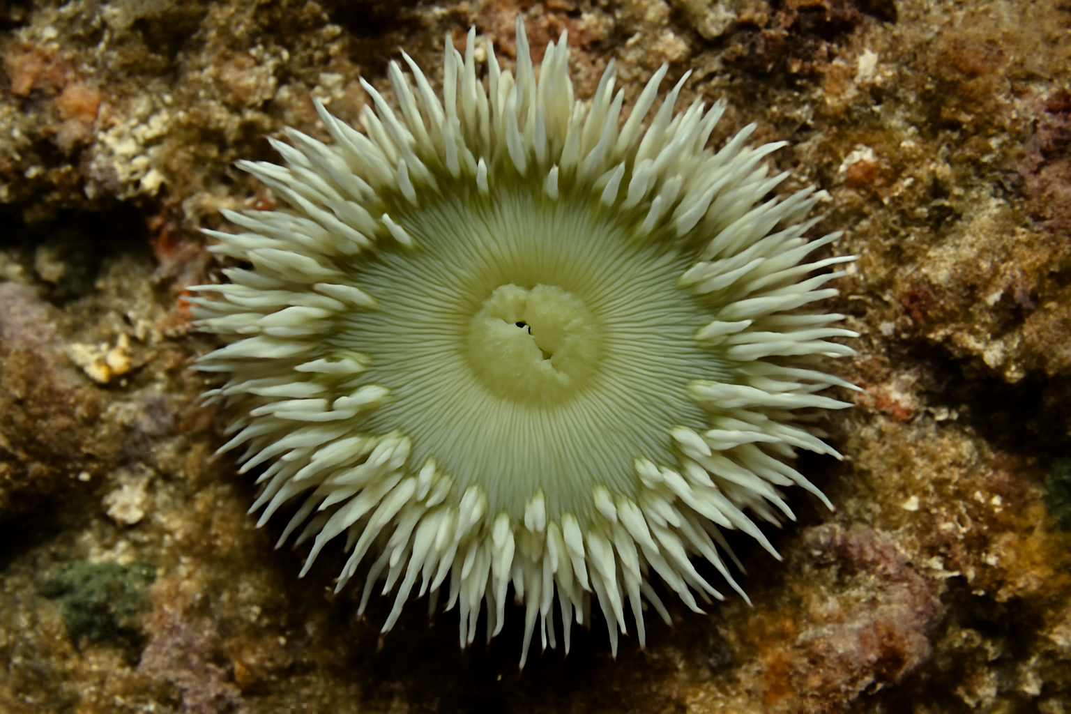 Aggregating Anemone