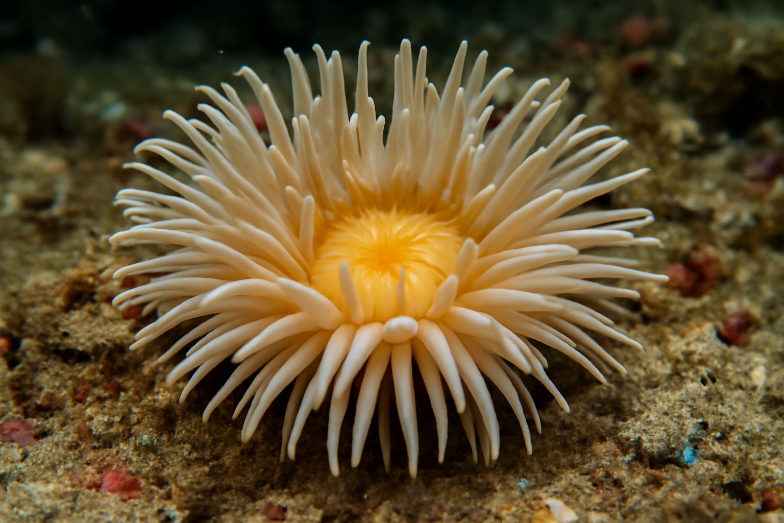 Sola Anemone