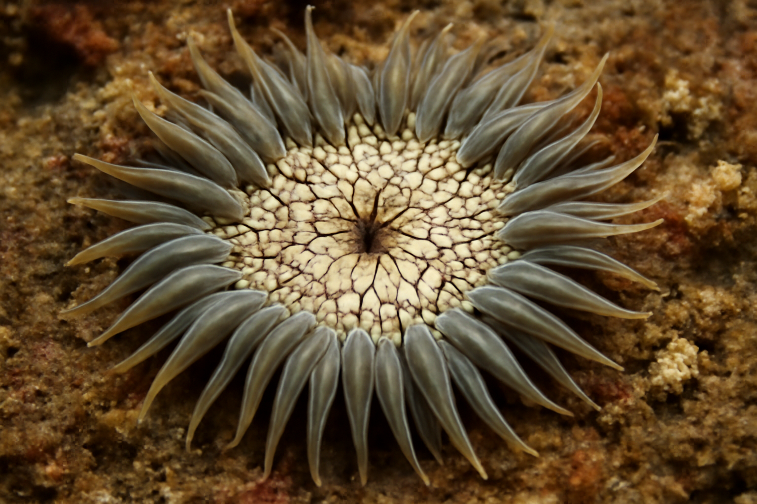 Cracked Anemone
