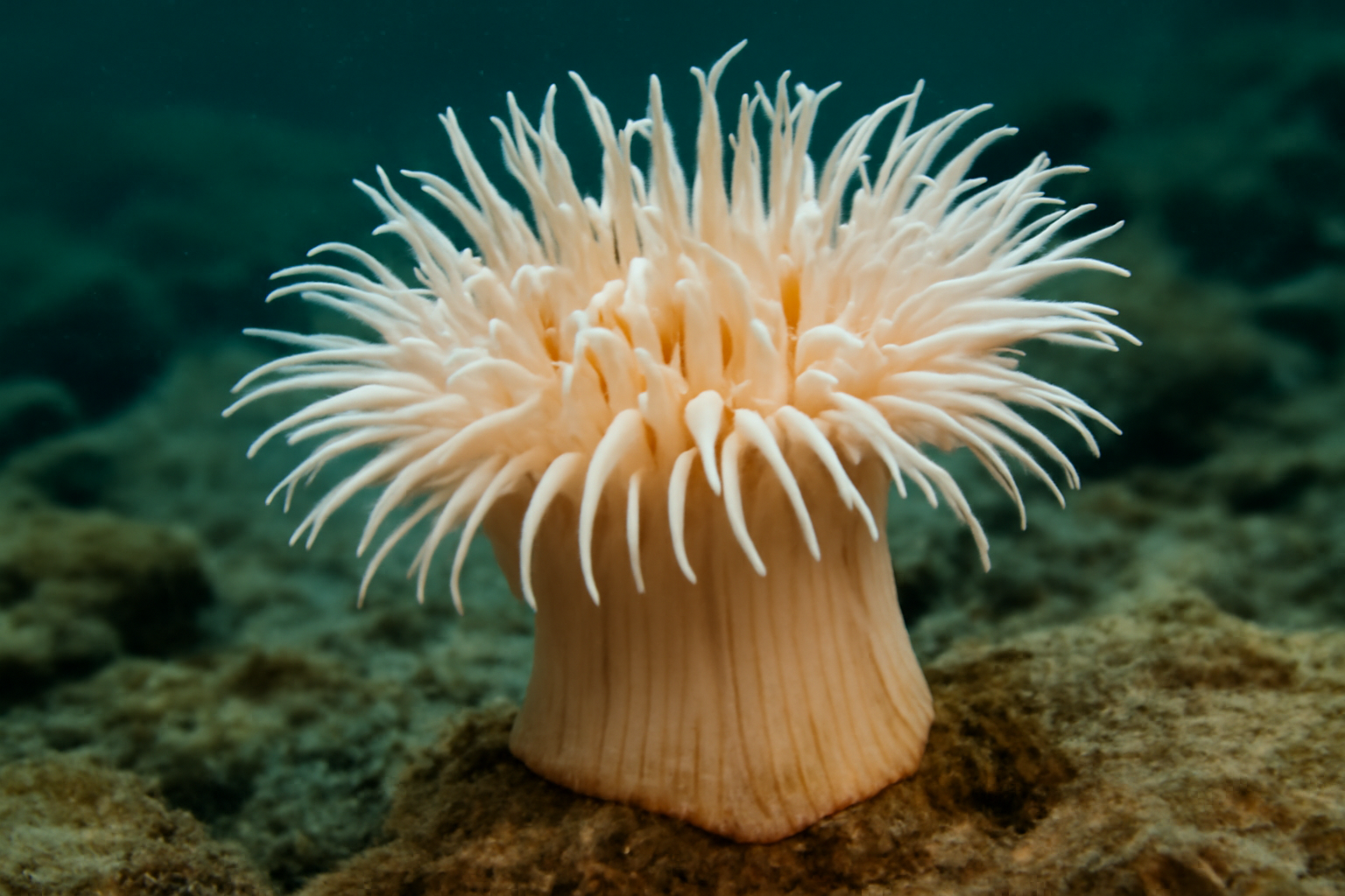 Arctic Anemone