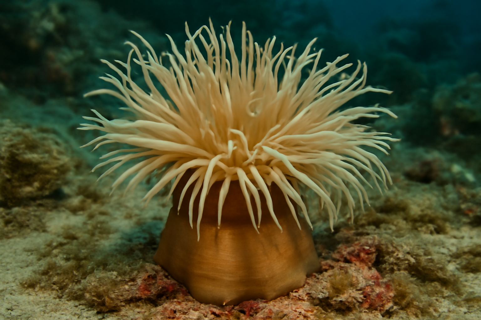 Sea Anemone