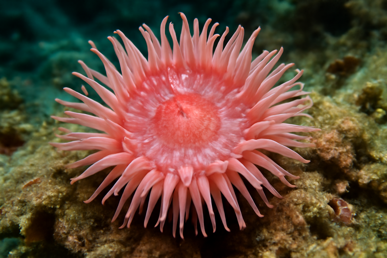 Papuan Rose Anemone