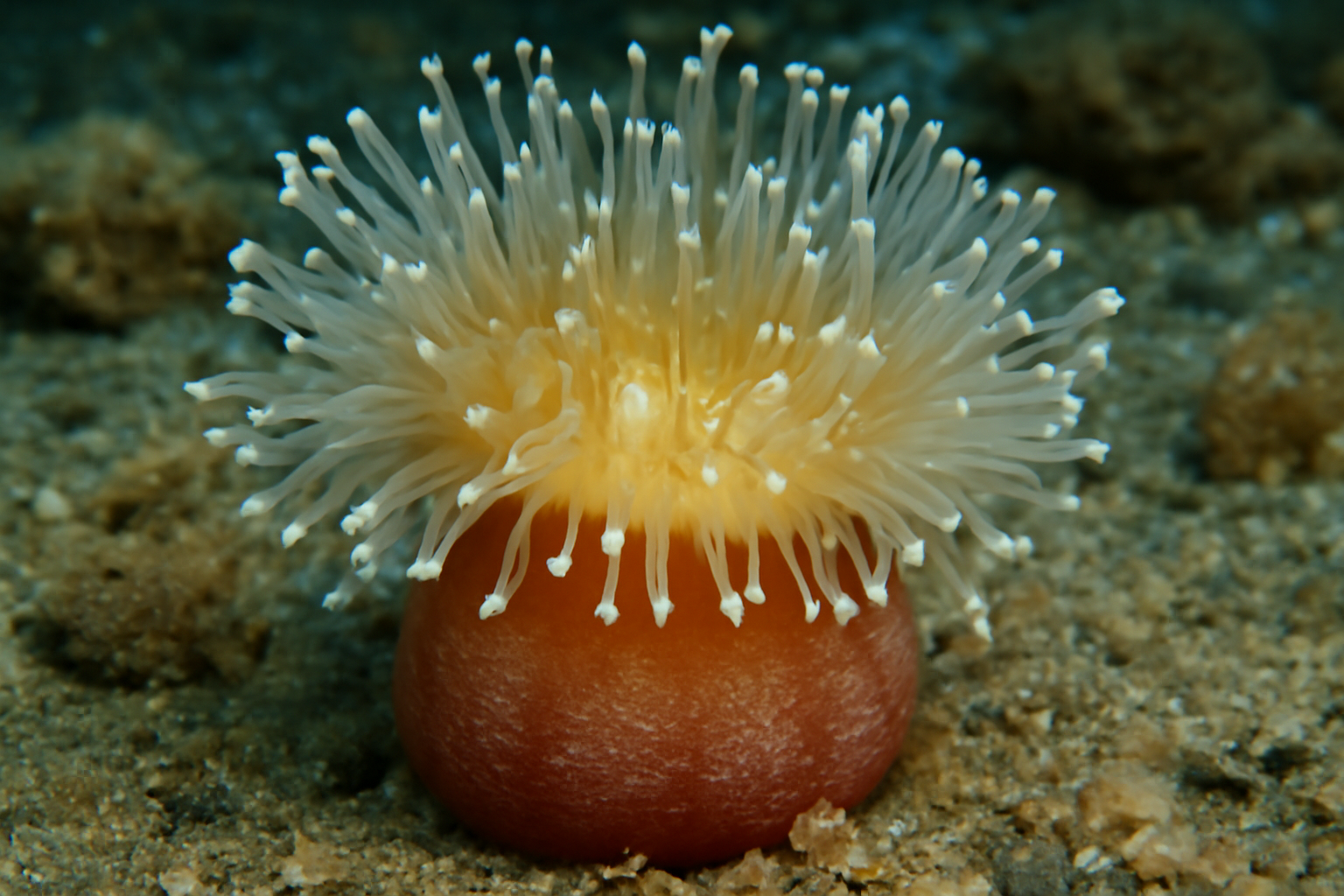 Lembeh Sea Anemone