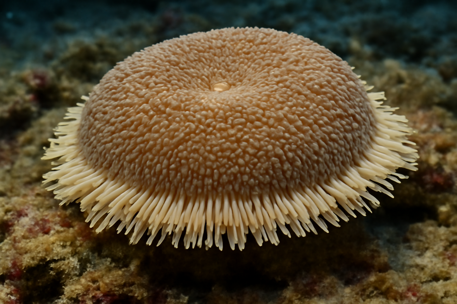 Mushroom Sea Anemone