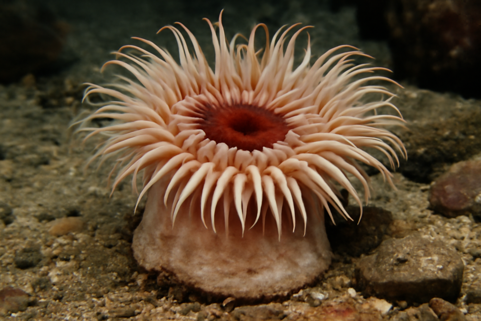 Sand rose anemone