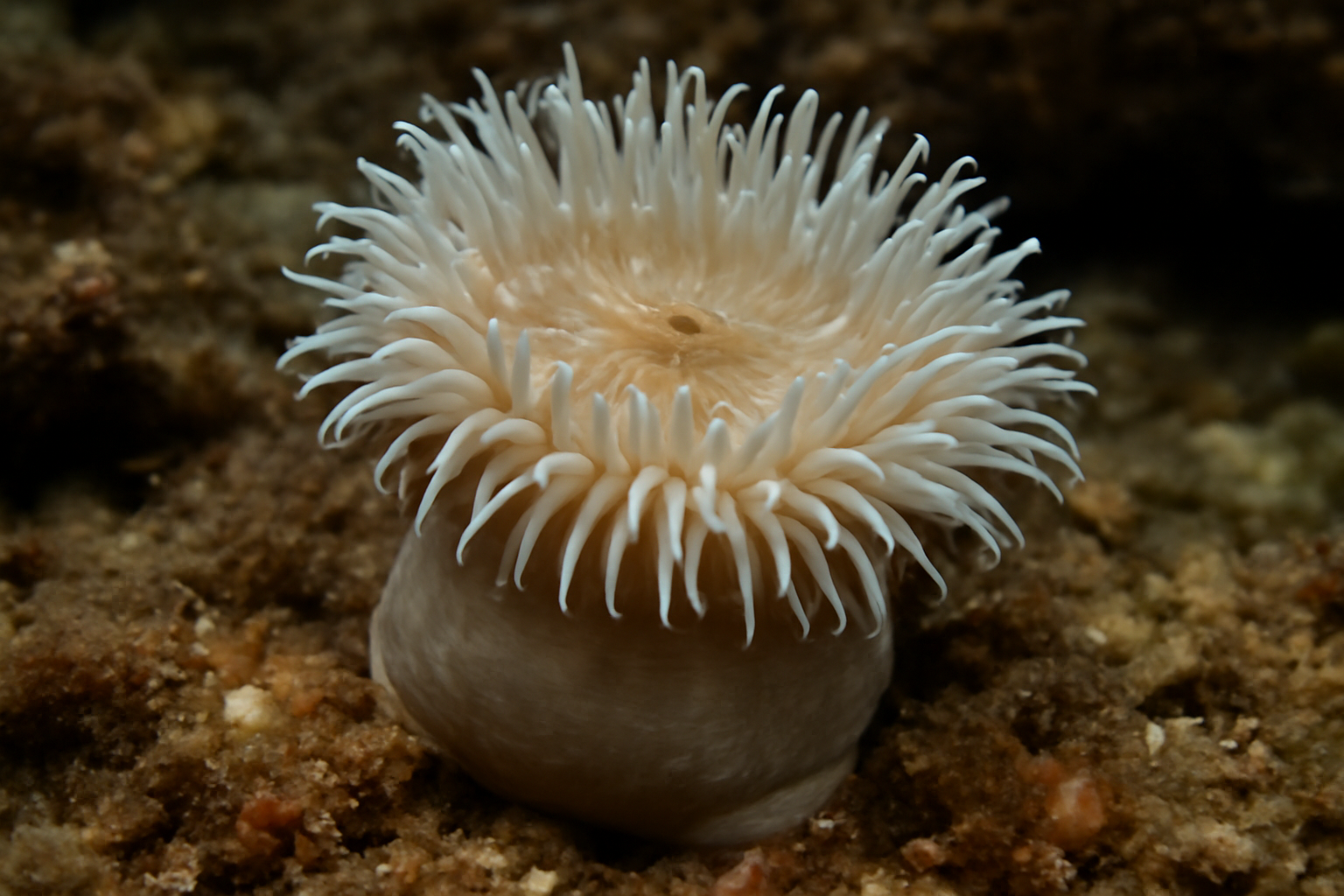 Troglodyte anemone