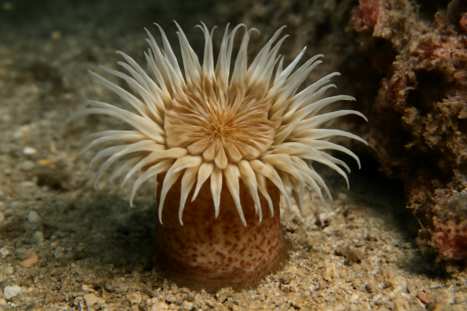 Common sagartia